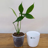 Philodendron Joepii, with 5.5 inches white decor pot